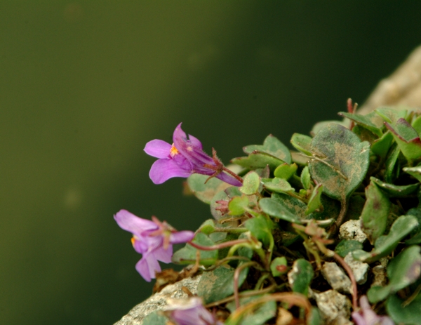 Ciombolino? - Cymbalaria cfr. pallida
